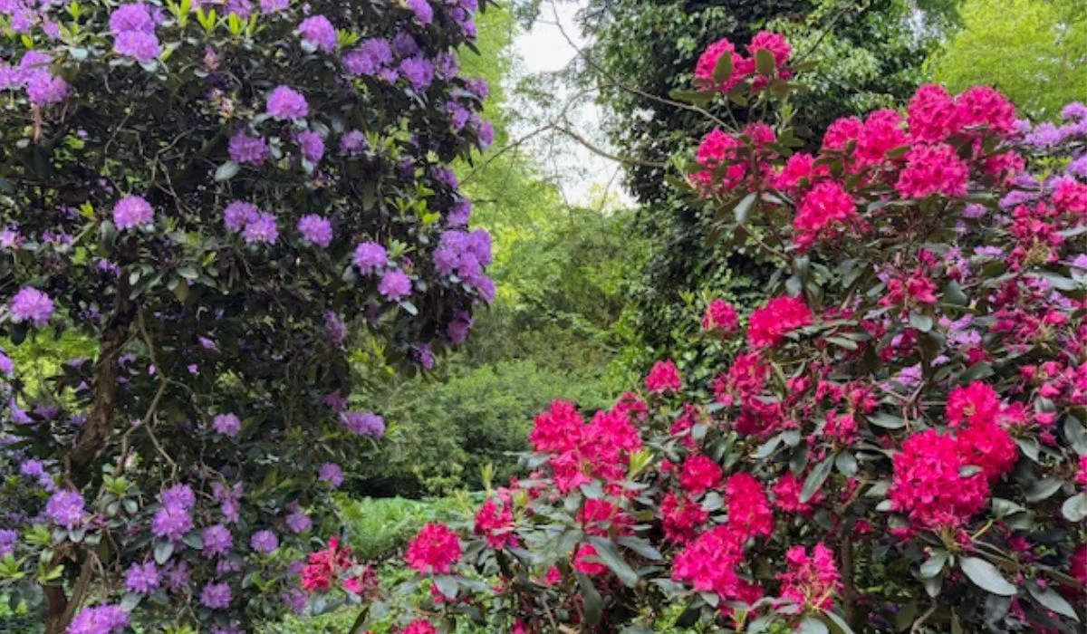 Niesamowite rododendrony w Arboretum w Kórniku 2025