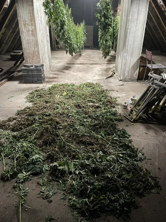 Gmina Bojanowo. Policjanci zlikwidowali nielegalną uprawę marihuany