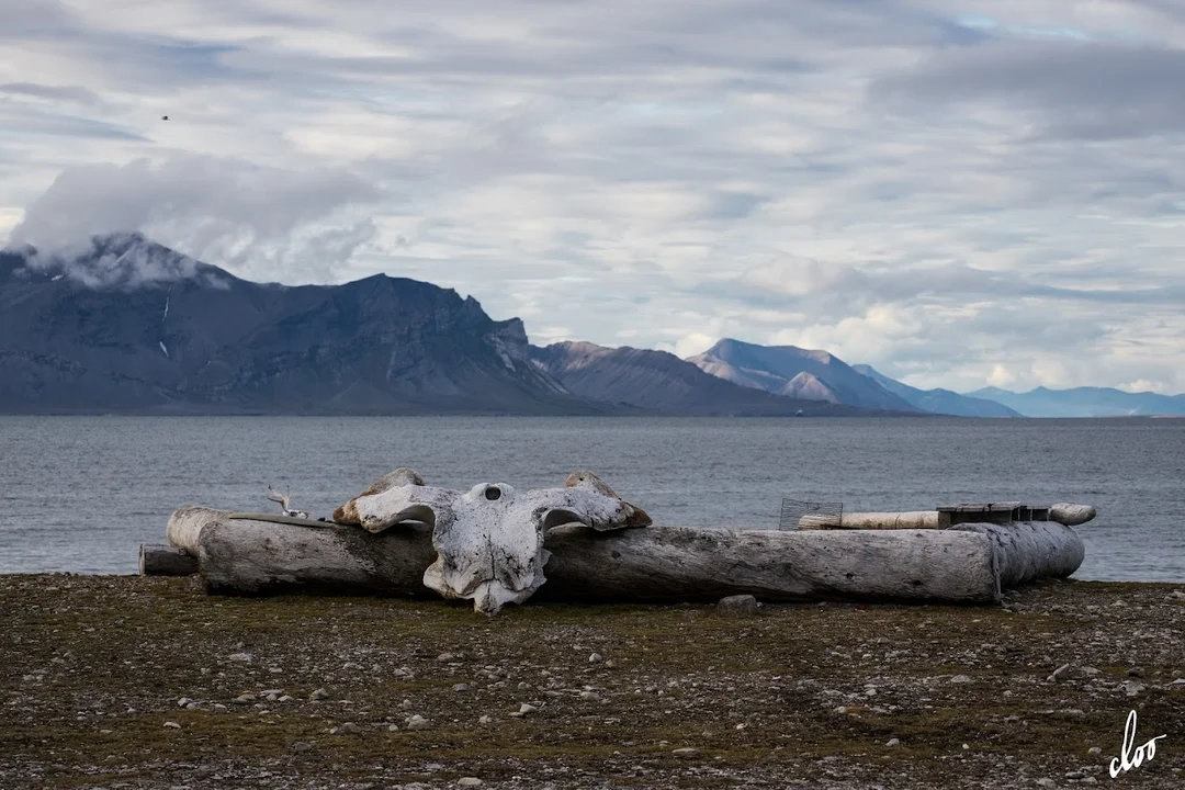 Wyprawa pleszewian na Spitsbergen