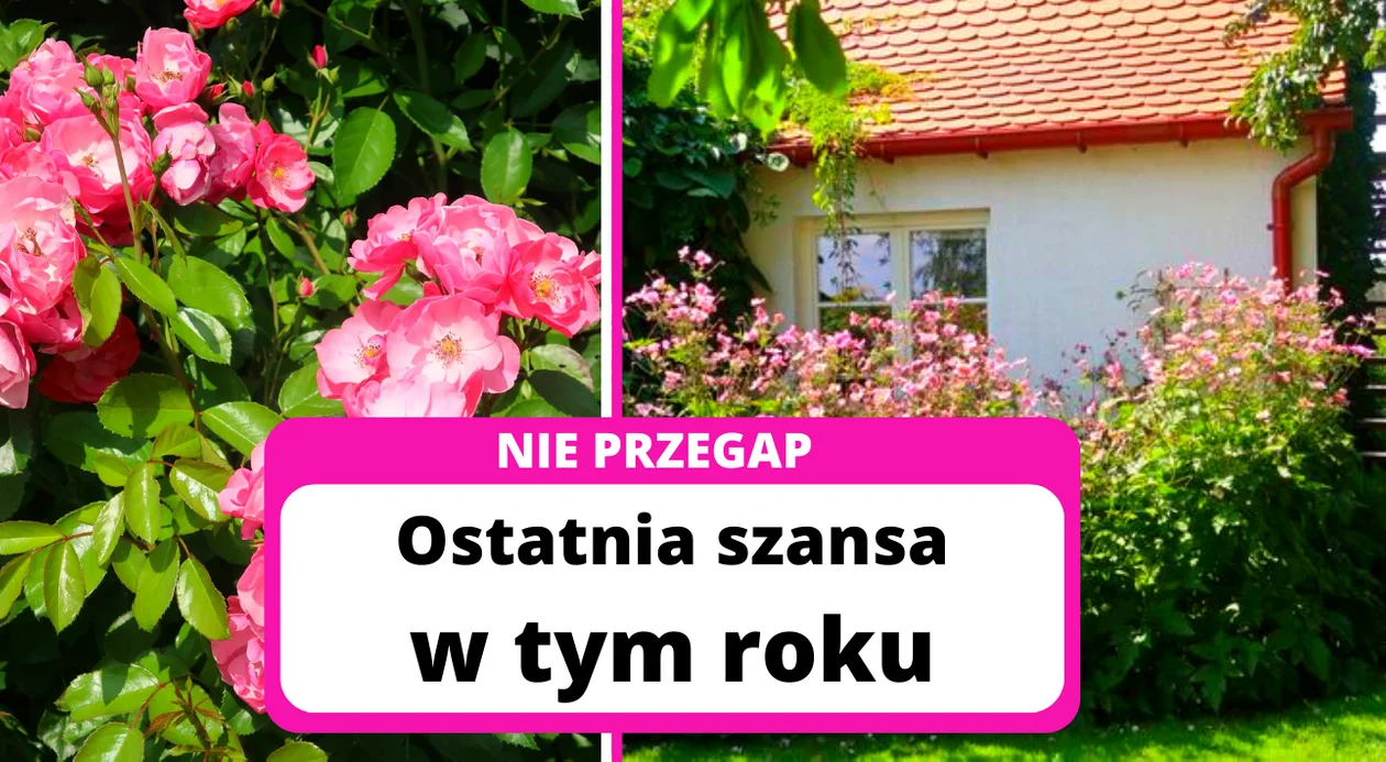 Ostatnie Otwarte Ogrody Ewy Kosowicz-Nelke w 2022r. już w ten weekend - Zdjęcie główne