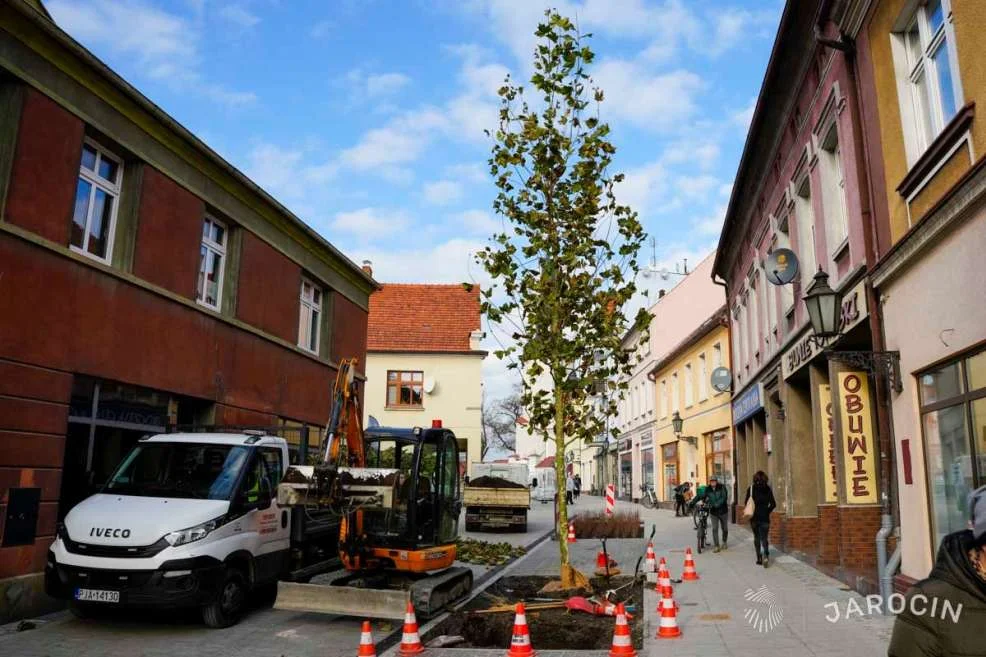 Nasadzenie zieleni w centrum Jarocina