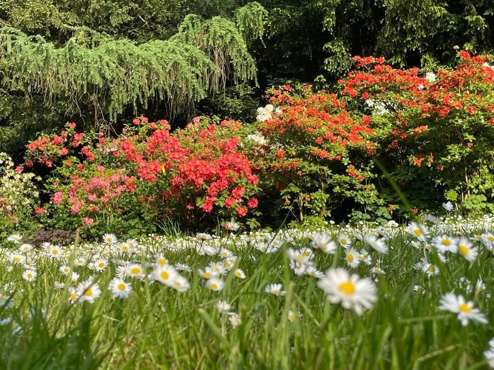 Arboretum Kórnickie