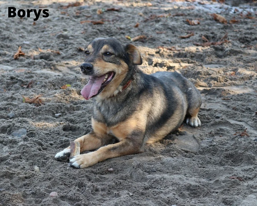 Adopcyjniaki z przytuliska dla psów i kotów w Krobi