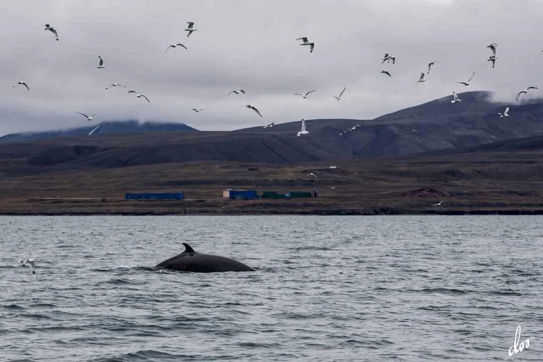 Wyprawa pleszewian na Spitsbergen