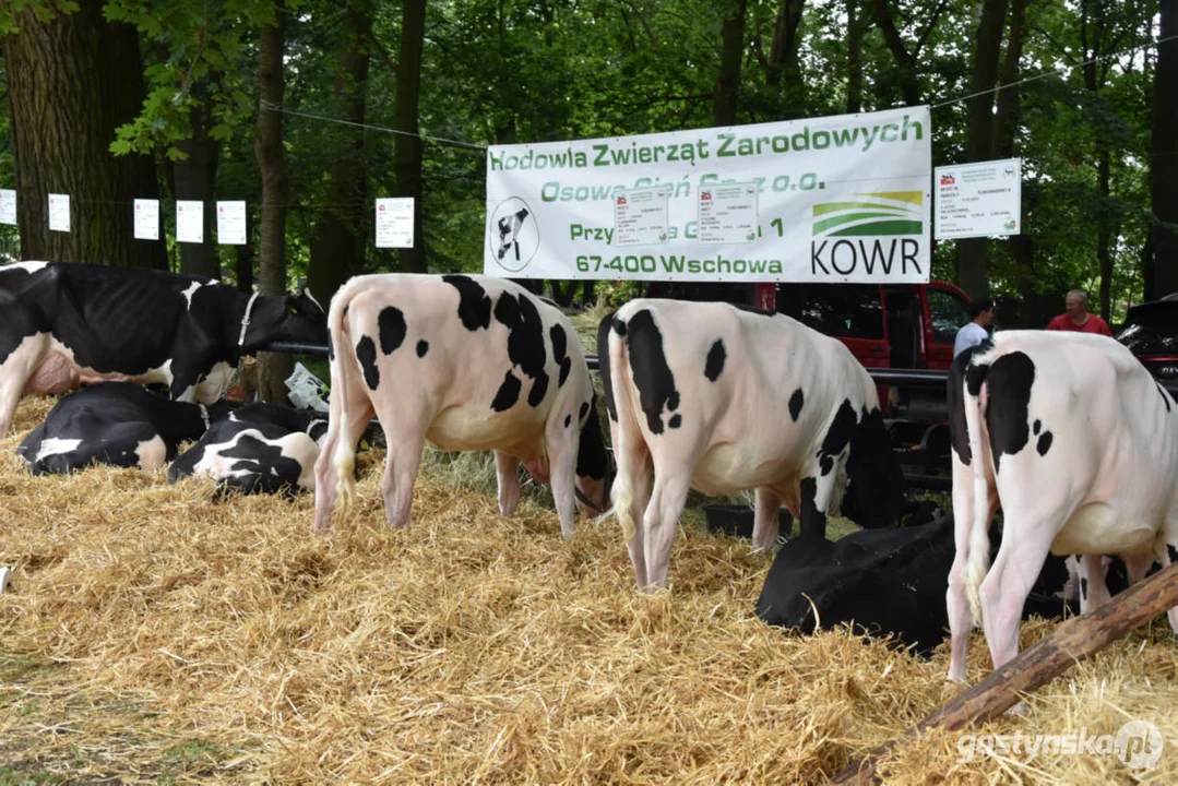 Jubileuszowa, bo XV Regionalna Wystawa Zwierząt Hodowlanych w Pudliszkach