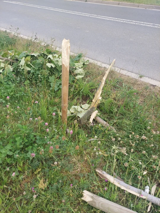 Krotoszyn. Zniszczono drzewa przy ulicy Jasnej
