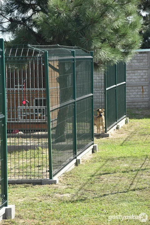 Rozbudowane przytulisko dla psów w Poniecu