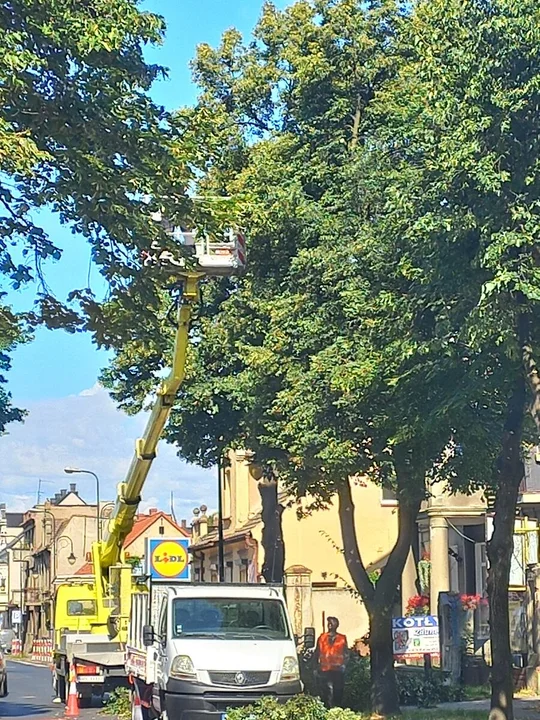 Aleja lipowa w Pleszewie