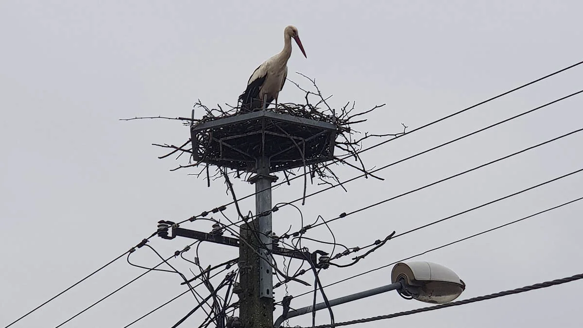 Bociany w powiecie gostyńskim zwiastują wiosnę