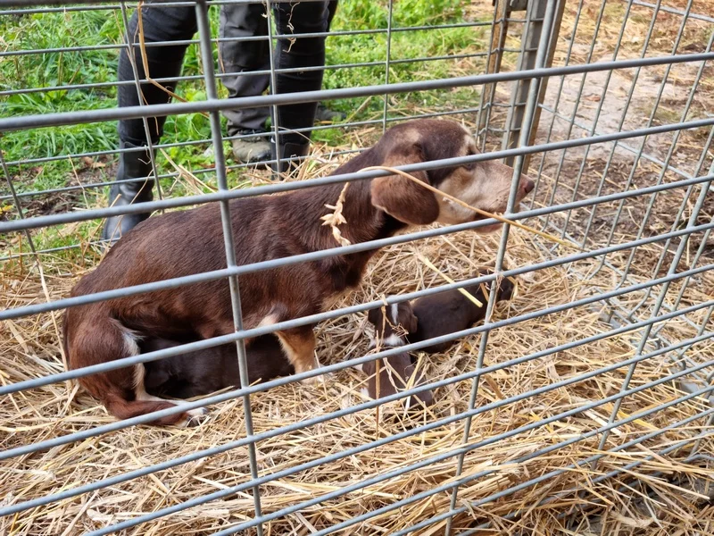 Właścicielowi grozi nawet 5 lat więzienia