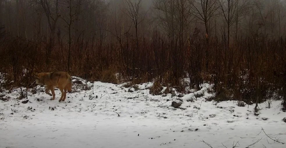 Wilki w naszych lasach. Nadleśnictwo Taczanów opublikowało nagranie