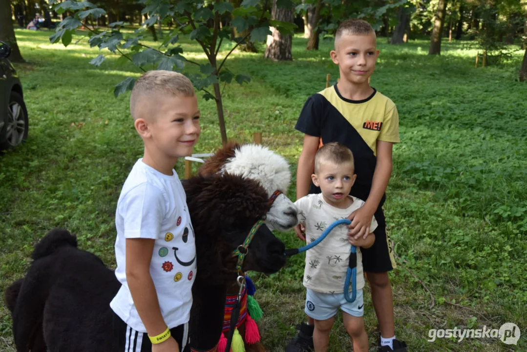 Rodzinny piknik w Pogorzeli - z alpakami i kamykami