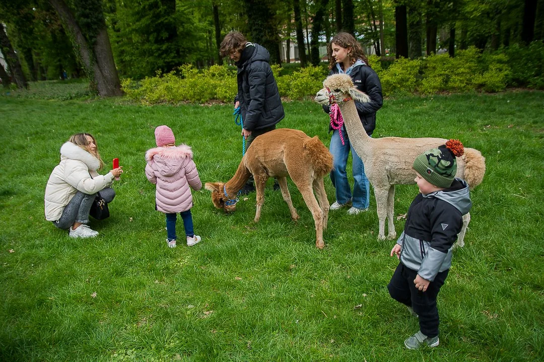 Festyn charytatywny dla Julii Banaszak z Jarocina i Michałka Jędrasiaka z Witaszyc