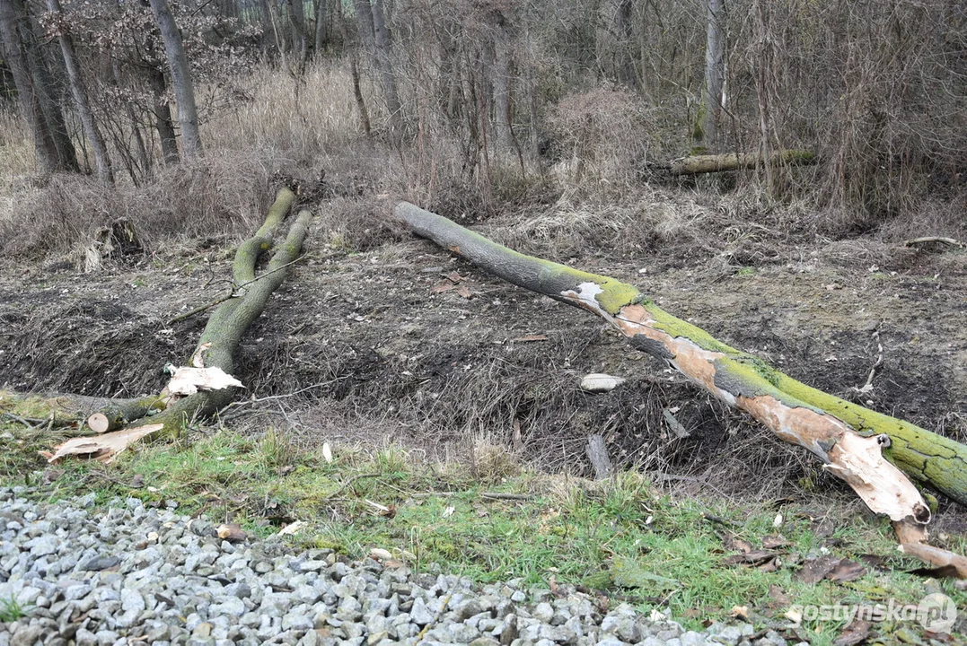 Zderzenie szynobusu relacji Ostrów Wlkp. - Leszno z drzewem