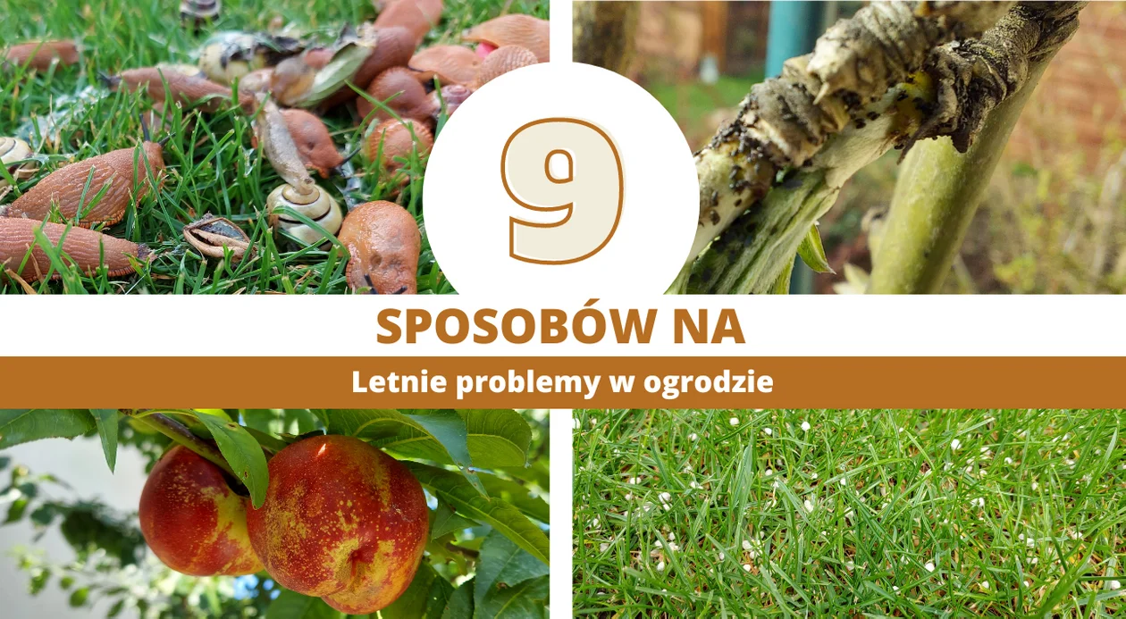 9 letnich problemów w ogrodzie. Jak sobie z nimi radzić? [PORADNIK + ZDJĘCIA] - Zdjęcie główne