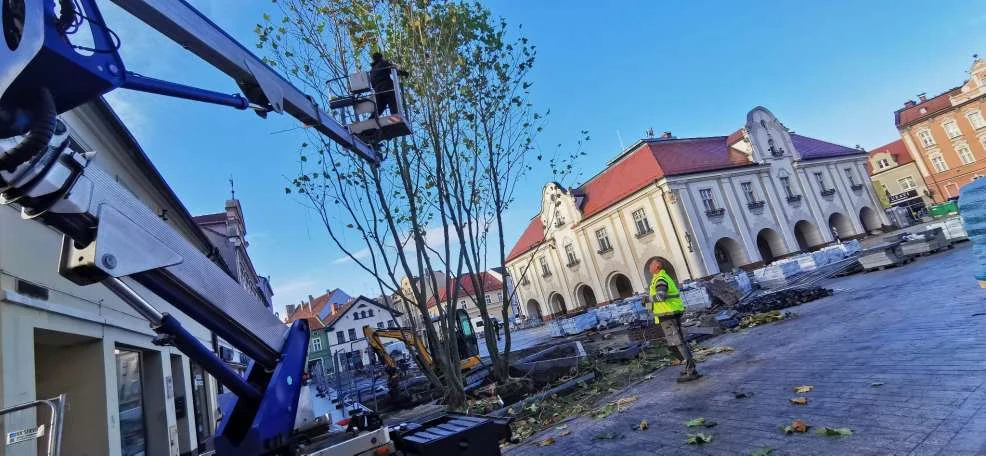 Sadzenie drzew na rynku w Jarocinie