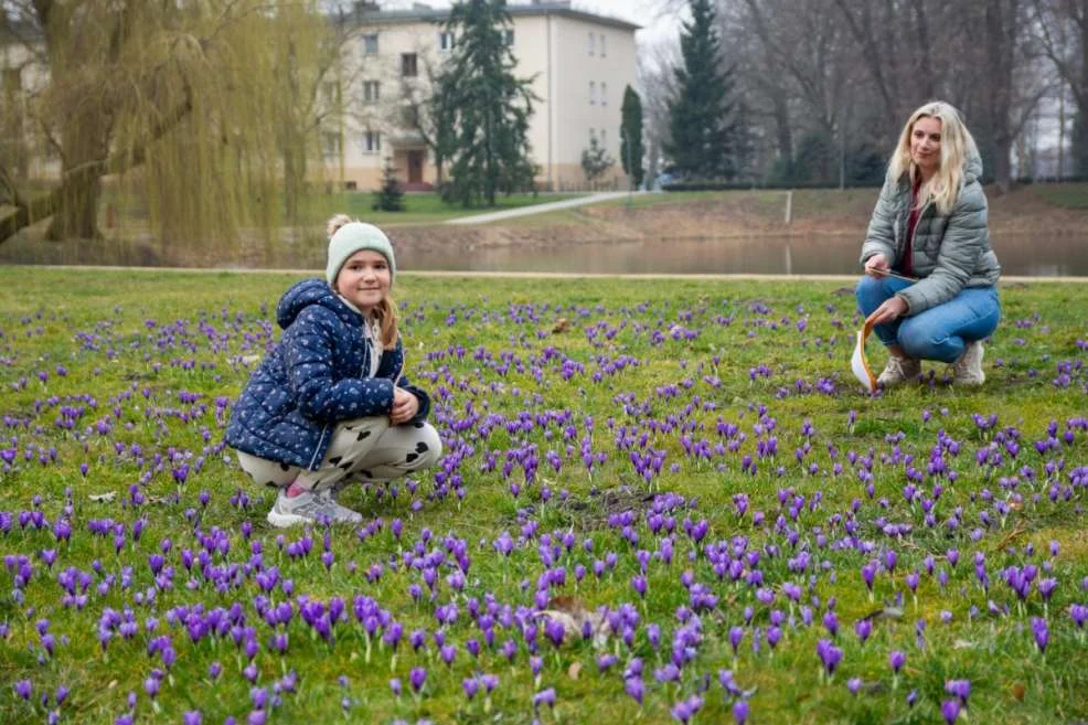 Krokusy w jarocińskim parku Radolińskich