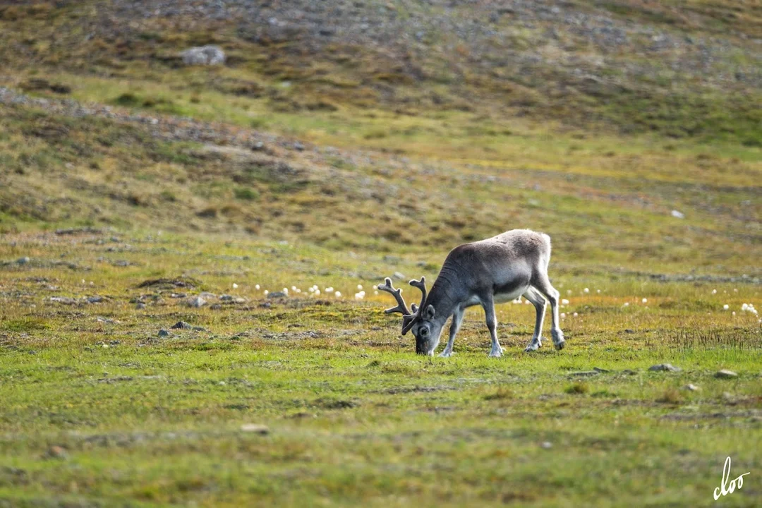 Wyprawa pleszewian na Spitsbergen