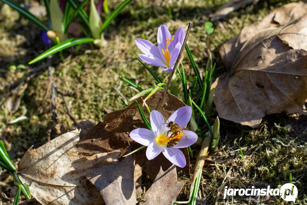 Wiosna nieśmiało wkracza do Jarocina