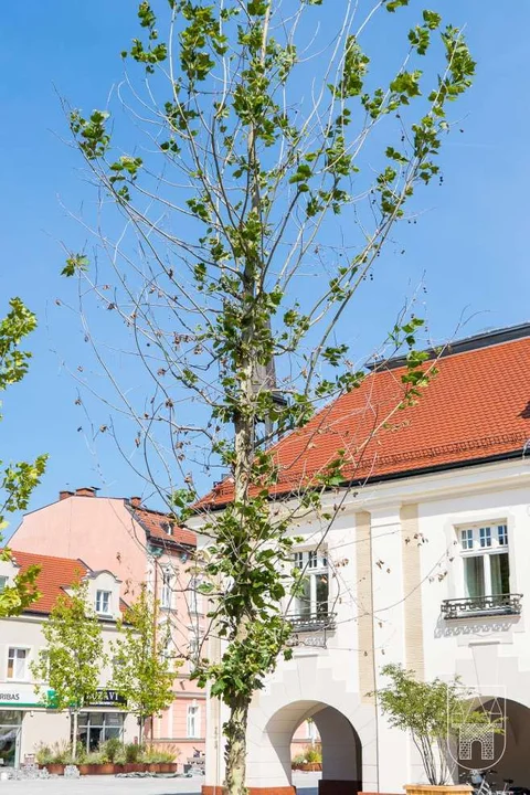 Słaba kondycja drzew posadzonych w centrum Jarocina