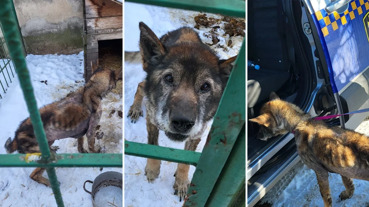 Wychudzony pies, trzymany w śmierdzącym kojcu w Siemowie. Interwencja Straży Miejskiej w Gostyniu