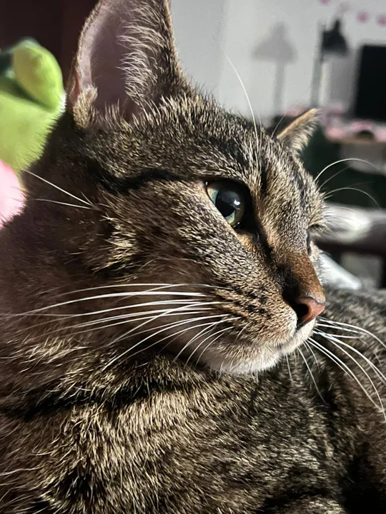 Pleszewskie Stowarzyszenie Kocia Łapka interweniowało w Kaliszu - Zdjęcie główne