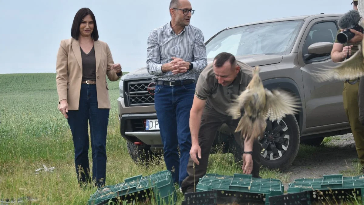 Wsiedlenie ponad trzystu bażantów i kuropatw przez Koło Łowieckie "Diana" z Ponieca