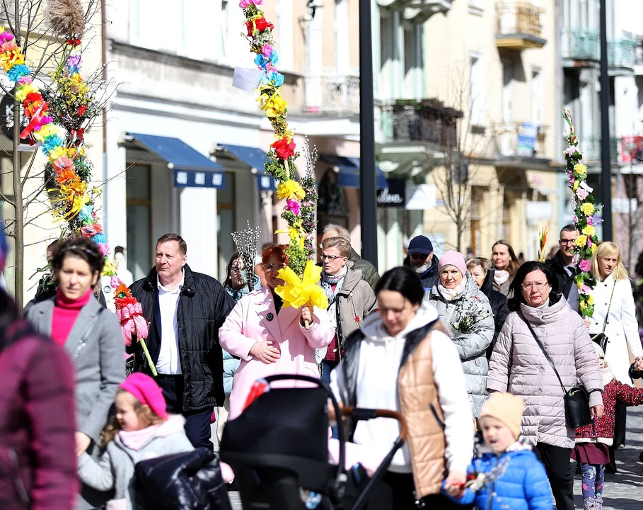 Najdłuższe palmy miały ponad 3 metry