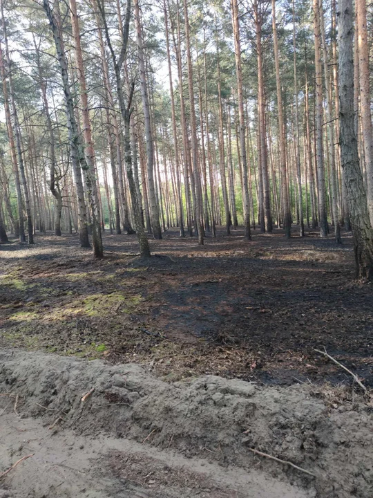 Pożar lasu na granicy powiatu krotoszyńskiego i milickiego