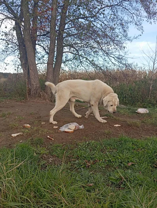 Akcja odebrania zwierząt w powiecie kaliskim