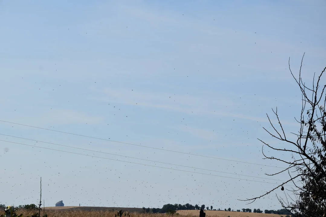 Pożar w pasiece w Dalabuszkach