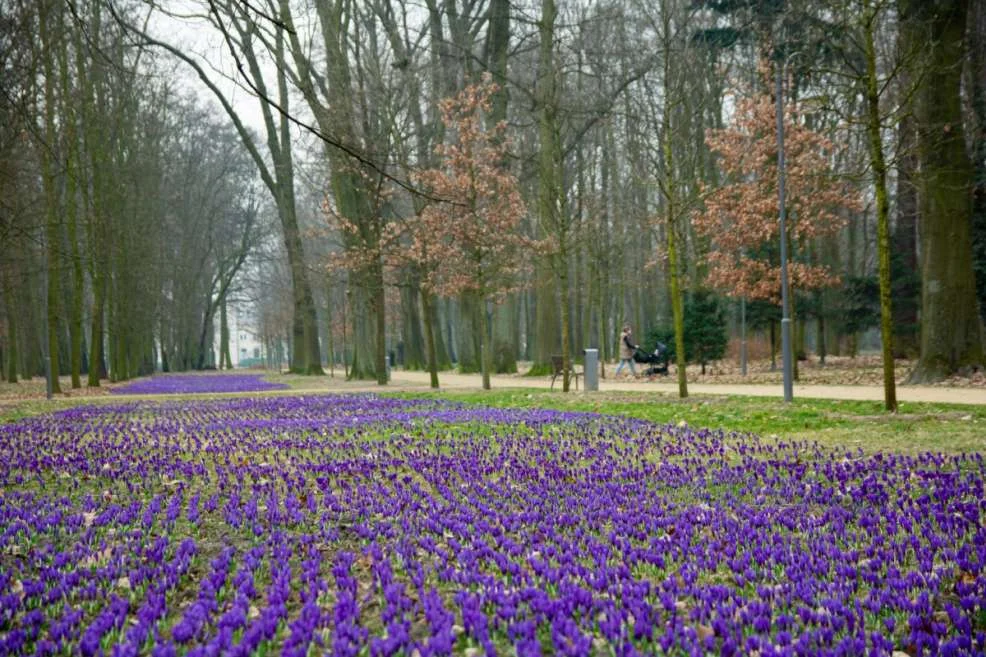 Kwitnące krokusy zachwycają odwiedzających park Radolińskich w Jarocinie. Zajrzeliśmy tam z aparatem [ZDJĘCIA] - Zdjęcie główne