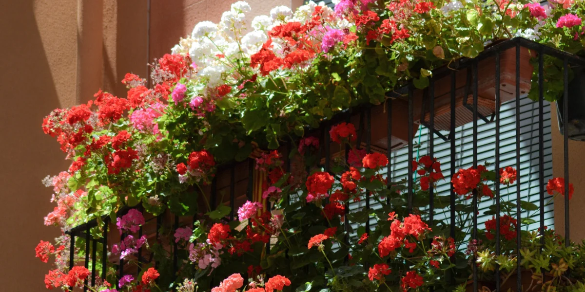 Pelargonie