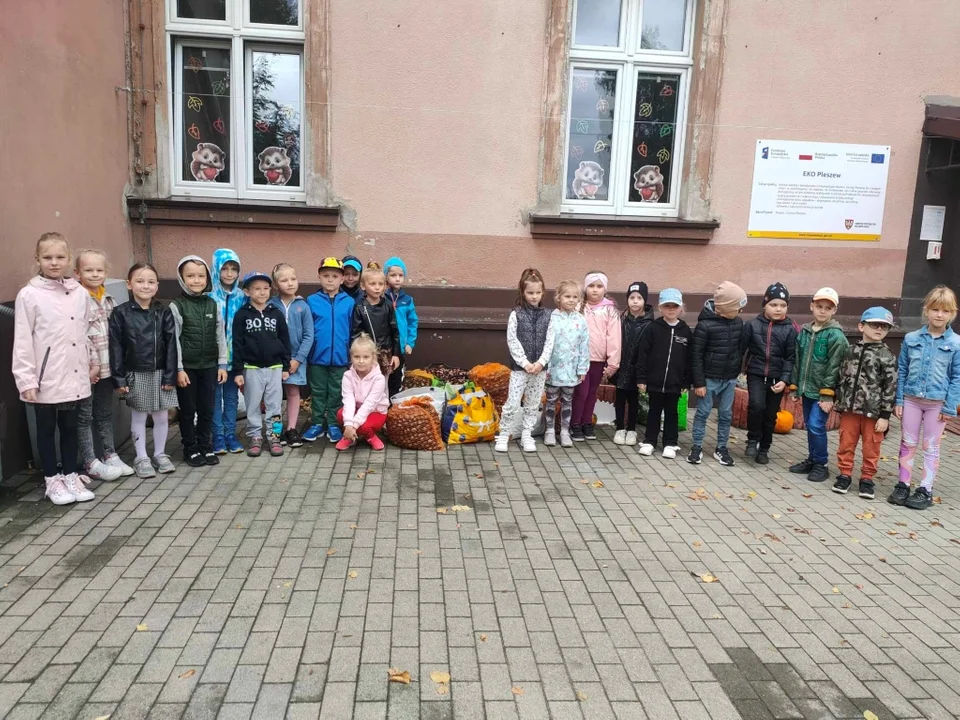 Dzieci z przedszkola "Słoneczne" w Pleszewie zebrały 400 kg kasztanów! [ZDJĘCIA] - Zdjęcie główne
