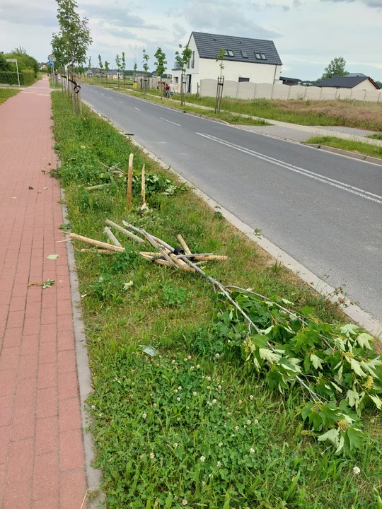 Krotoszyn. Zniszczono drzewa przy ulicy Jasnej
