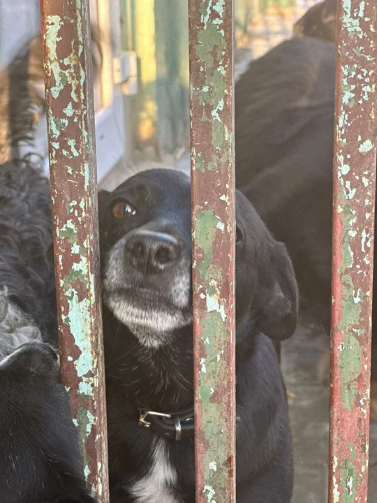 Zima i mrozy w schronisku dla zwierząt w Radlinie