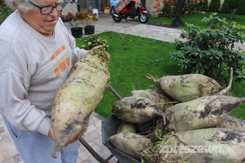 Pleszewianin wyhodował gigantyczne buraki