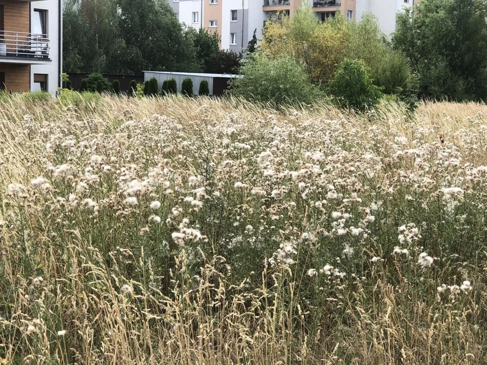 W Jarocinie powstanie wybieg dla psów. Nawet dwa na jednym osiedlu