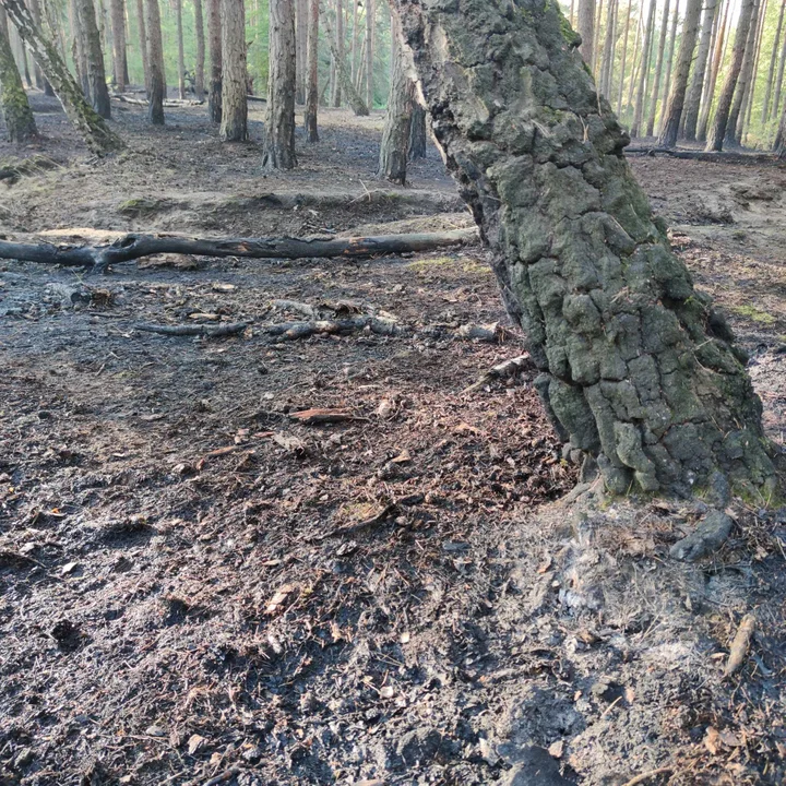 Pożar lasu na granicy powiatu krotoszyńskiego i milickiego