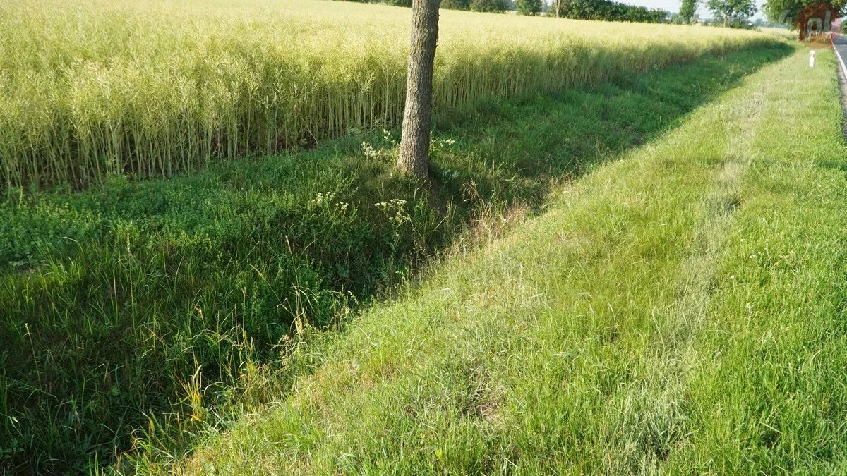 Auto w rowie pod Roszkowem