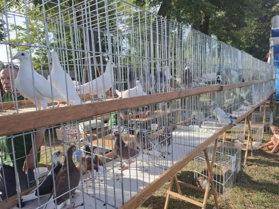 Dożynki w Golinie 2025