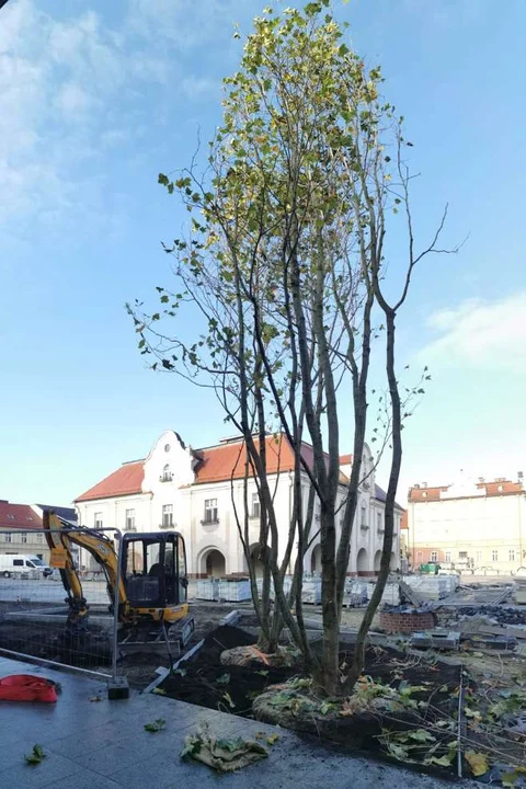 Sadzenie drzew na rynku w Jarocinie