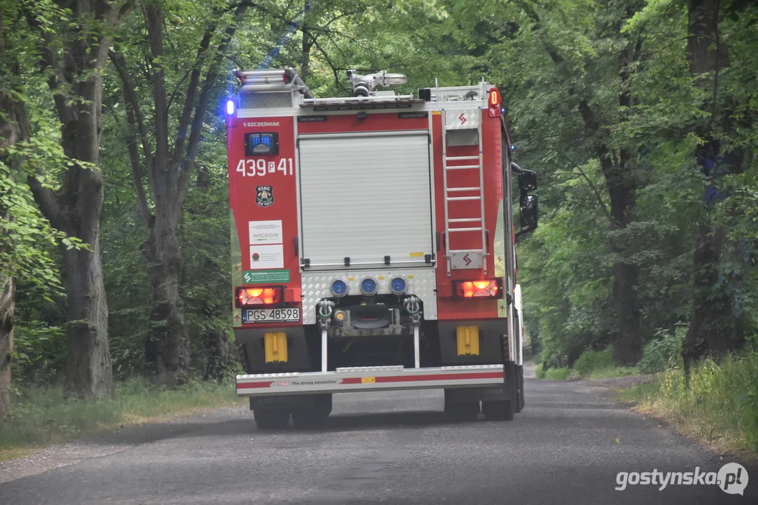 Pożar w podgostyńskim lesie