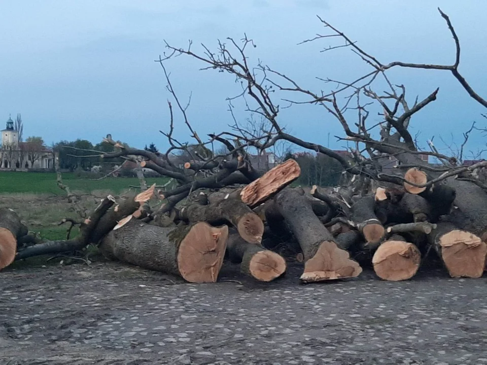 Wycięto ponad 20 drzew w Siedleminie
