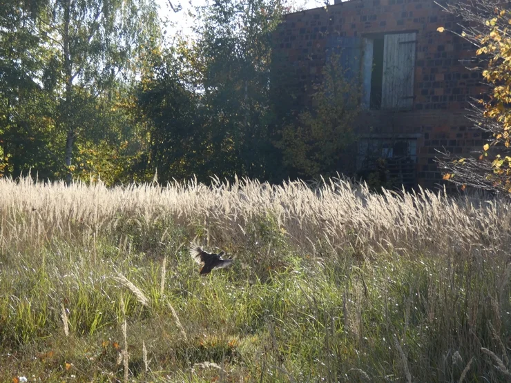 Wypuścili kuropatwy na terenie powiatu pleszewskiego