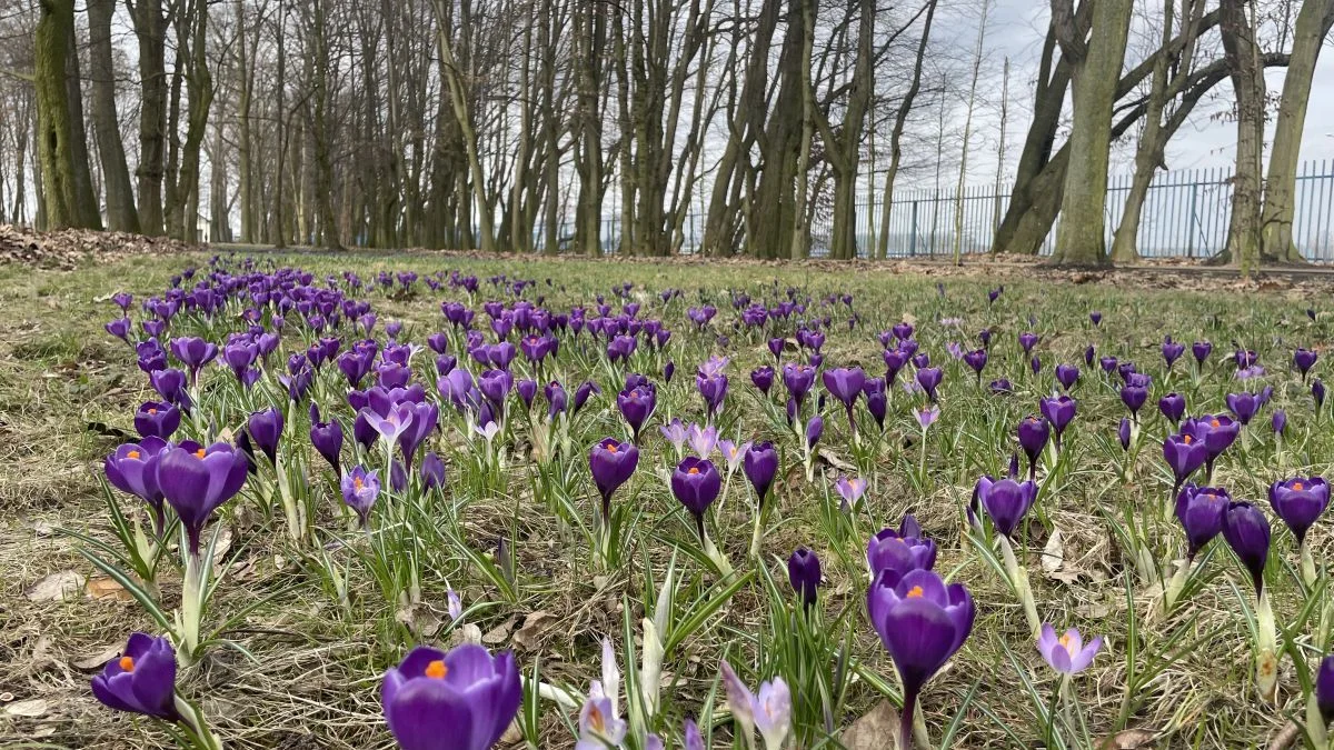 Gdzie są krokusy w Parku Radolińskich w Jarocinie?