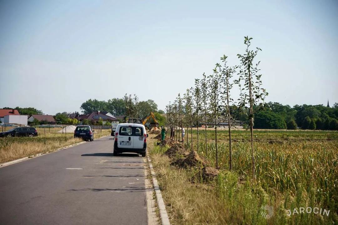 Zasadzono blisko 500 drzew przy drogach i placach zabaw w gminie Jarocin [ZDJĘCIA] - Zdjęcie główne