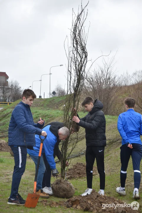 Sadzenie drzewek na 100-lecie Kani Gostyń