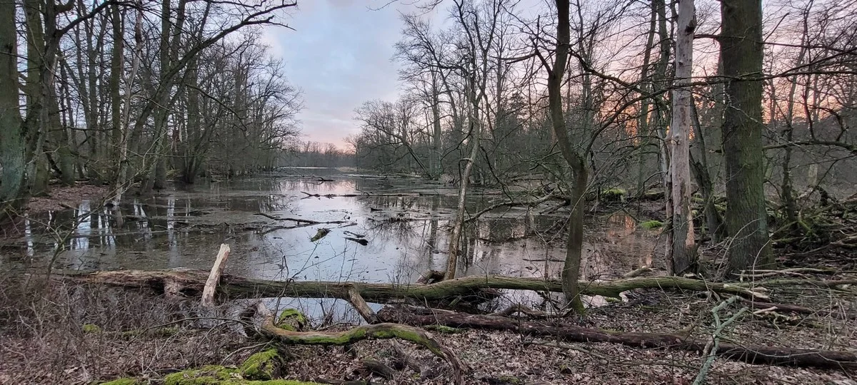 Tereny Żerkowsko-Czeszewskiego Parku Krajobrazowego