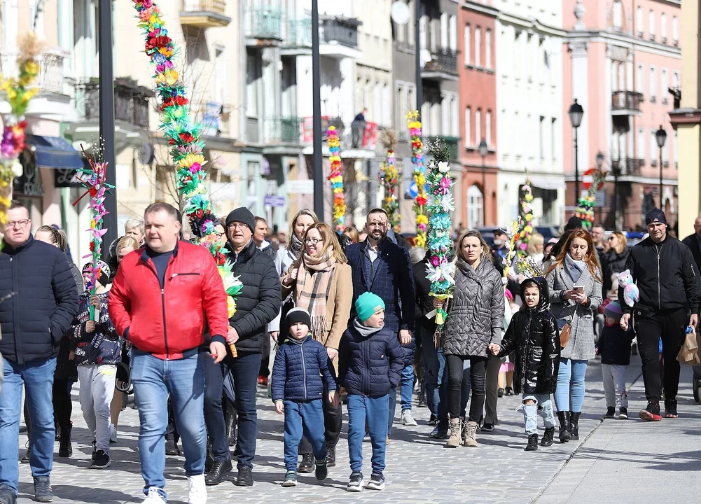 Najdłuższe palmy miały ponad 3 metry